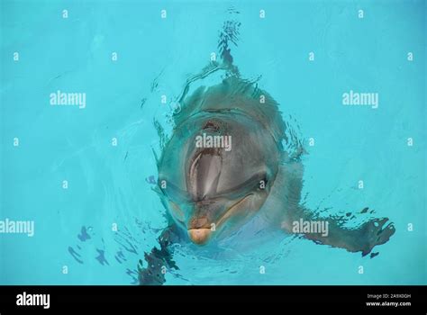 Common Bottlenose Dolphin Tursiops Truncatus Stock Photo Alamy