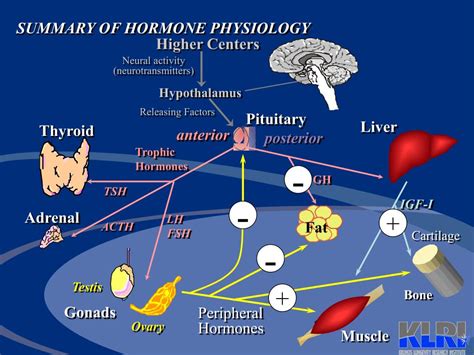 Ppt What Do Hormones Have To Do With Aging What Does Aging Have To