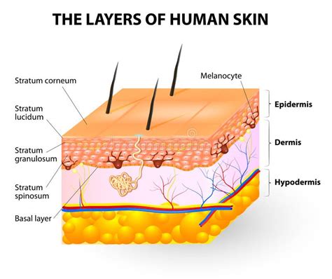 Layers Of Human Skin Melanocyte And Melanin Stock Vector