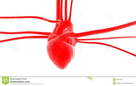 Coeur Avec Des Artères Et Des Veines Image stock - Image: 16410721