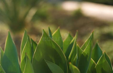 Tulip Leaves Stock Photo Image Of Tulip Summer Stem 212697162