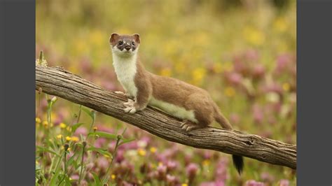Bbc Two Natural World 2019 2020 Weasels Feisty And Fearless