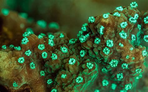23 Fluorescent Coral Reefs Under Uv Light Acuario Agua Salada