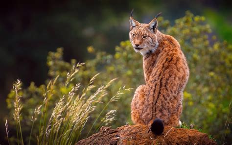 Animal Lynx 4k Ultra Hd Wallpaper