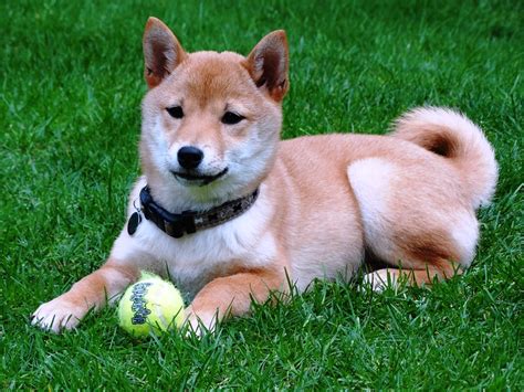 Shiba Inu Dog Breed Puppy Info And Characteristics Azdogbreeds