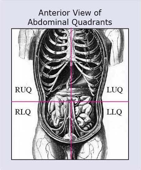 The anterior, vascularized portion of the lung (s), as well as the liver and stomach are found within the second quadrant. Anatomical Terms: Anatomy Regions, Planes, Areas ...