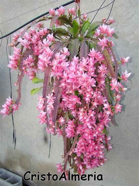 Diferencia entre cactus, crasas y plantas suculentas. Entre flores: Disocactus | Flores exóticas, Suculentas ...