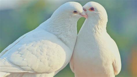 11 Meanings Of Seeing Two Doves A Pairs Spiritual Symbolism