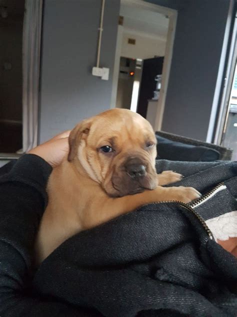 Boerboel Puppies for Sale in Johannesburg by Marese Esterhuizen