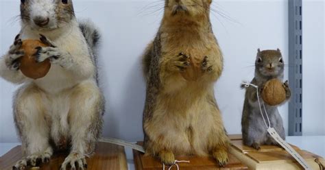 Taxidermy Humor