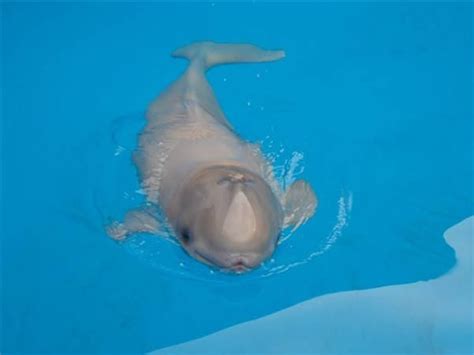 Pin By ☯ ᗪᗩﬡᓮᙓᒪᒪᙓ ☯ On Sea Life Beluga Whale Beluga Whale