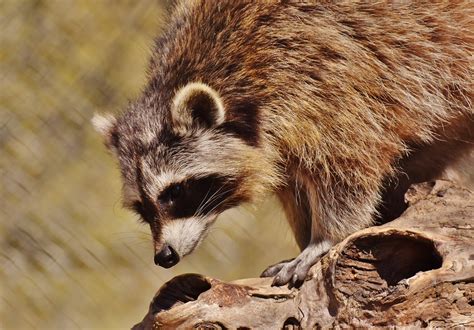 Raccoon Removal & Animal Control Services - Columbus, OH - Buckeye ...
