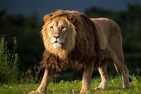 Wildlife Photography Of Lion Hd Wallpaper Wallpaper Flare