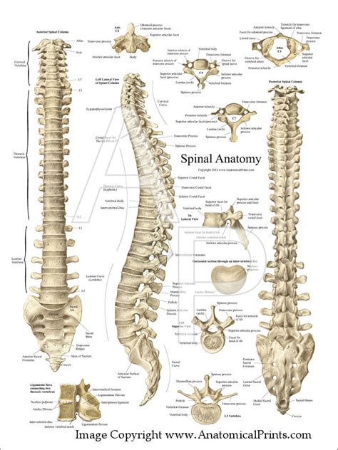 Human skeleton parts functions diagram facts britannica. Spinal Anatomy Poster - 18" X 24" - Clinical Charts and ...