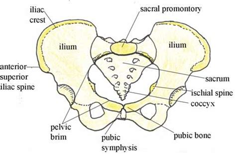 The female, on the other hand, has a much wider and more prominent pelvis that provides extra interior space with a wider, more flexible pubic. Symphysiotomy | The Empiricst