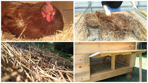 choosing the right bedding for chickens