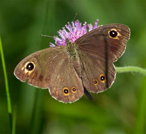 Brown Butterfly Meaning And Symbolism 2023 Colors Explained