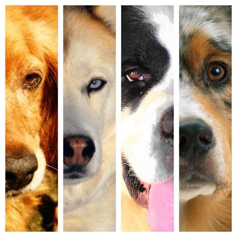 Cachorro é Irracional Ou Racional