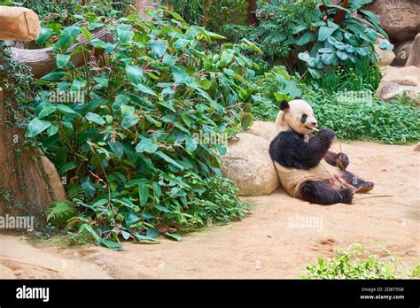 A Giant Panda Sitting Relaxing And Eating Some Bamboo In Its Natural