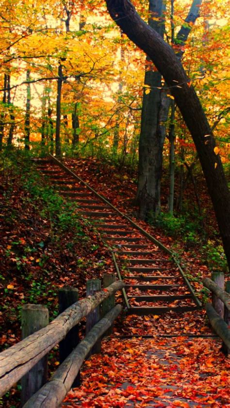 Autumn Path Wallpaper Free Iphone Wallpapers