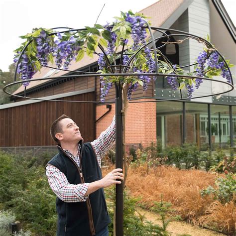 Create a spiral support for climbing plants such as ivy, with the help of this economical, easy project from the experts at bbc gardeners' world magazine. Wisteria Umbrella Plant Support - Harrod Horticultural