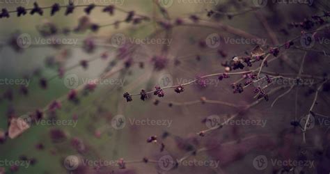 Branches Of A Rounded Snowberry Ymphoricarpos Orbiculatus Moench With