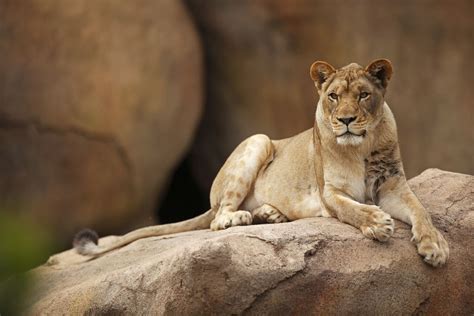 Female Lion Female Lion Lion Wild Cats