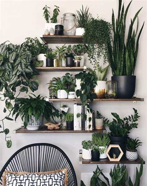 Ideas & inspiration » home decor » 65 ingenious indoor plant decor ideas. 10 Low Sunlight Indoor Plants For Your Home Decor