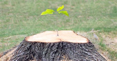 How To Kill A Tree Stump 7 Ways Essential Home And Garden