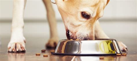 When it comes to homemade low fat dog food there are a few general rules to follow: Your Low-Fat Dog Food Buying Guide - Michelson Found ...