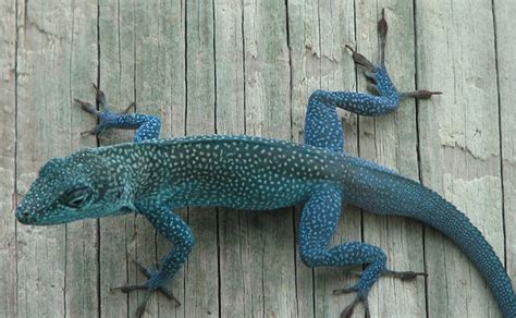 Blue Anole Lizard 5 Flickr Photo Sharing