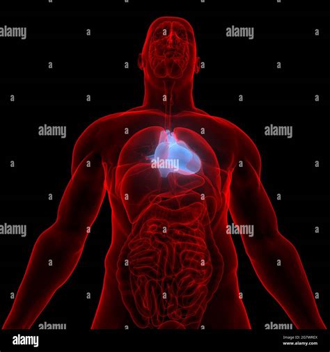 El Corazón Es Parte De La Anatomía Del Sistema Circulatorio De Los