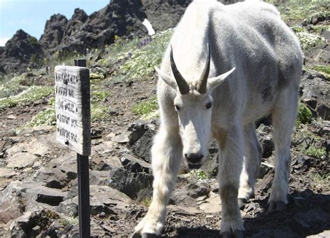 Relocate Kill Are Among Options Studied For Mountain Goats