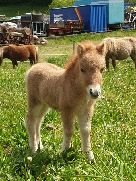 Pferdemarkt Pony Orig Mini Shetland Pony Fohlen Kaufen