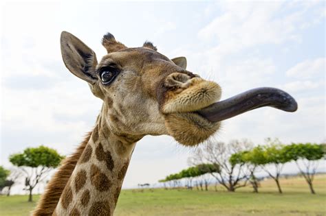 Giraffe Poking Tongue Out Giraffe Sticking Out Tongue Photos By Canva