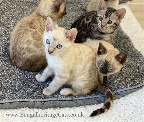 Snow Bengal Kittens Bengalheritage Cats Ltd View More