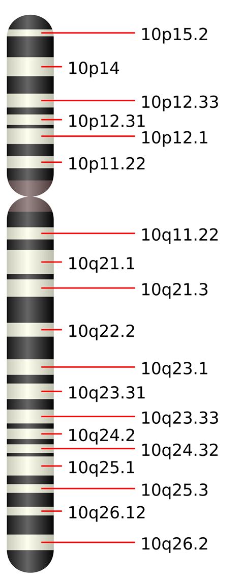 2000px Chromosome10 Svg Shelby Connellys Blog