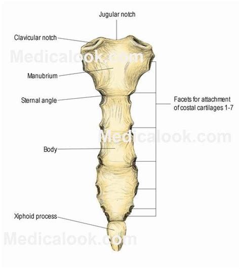 Surface anatomy and surface markings bibliographic record list of illustrations subject index. Axial skeleton, Vertebrae, Ribs, and Sternum - Human ...