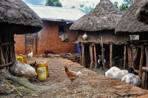 Run in the planning stage you need to make all the big decisions. Africa's oldest domestic chicken bones are relics of ...
