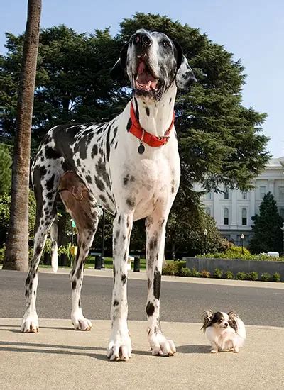 Classics Tallest Dog Meets Shortest Dog Guinness World Records