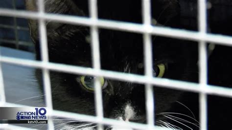 Trap Neuter Return Paac Working To Control Feral Cat Population