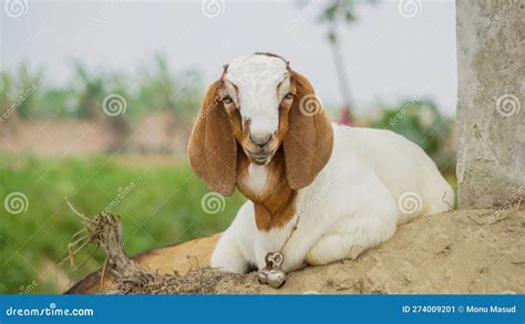 Bangladeshi Advanced Goat Breed A Beautiful Baby Goat Close Up Image