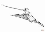 Coloring Hummingbird Sword Billed Drawing sketch template