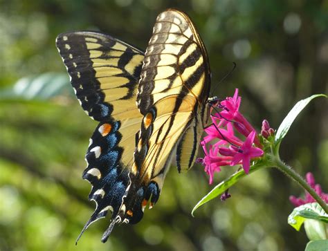 A Yellow And Black Butterfly Sitting On Top Of A Pink Flower Next To