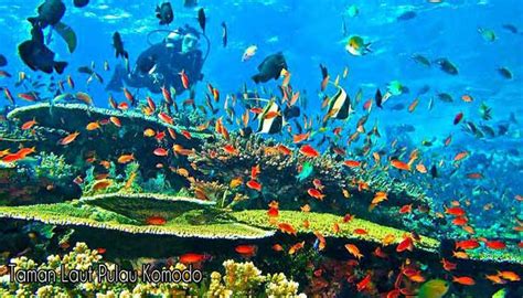 10 Taman Laut Terindah Di Indonesia Reygian Wisata Indonesia
