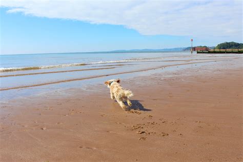 Dog friendly holidays in Devon | Dog friendly beach, Dog friendly accommodation, Dog friendly ...