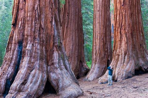 Check spelling or type a new query. California Redwood Forests: Where to See the Big Trees