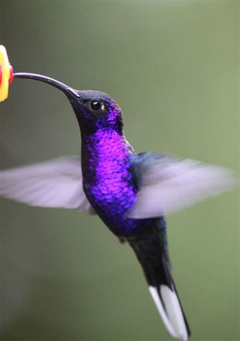 122 Violet Sabrewing Male 2 3168×4515 Pixels Hummingbird Photos