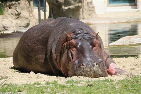 Meet the Largest Hippopotamus on Record: MurBarak