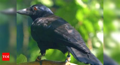 Mass Deaths Of Crows In Jodhpur Worry Bird Lovers Jodhpur News Times Of India